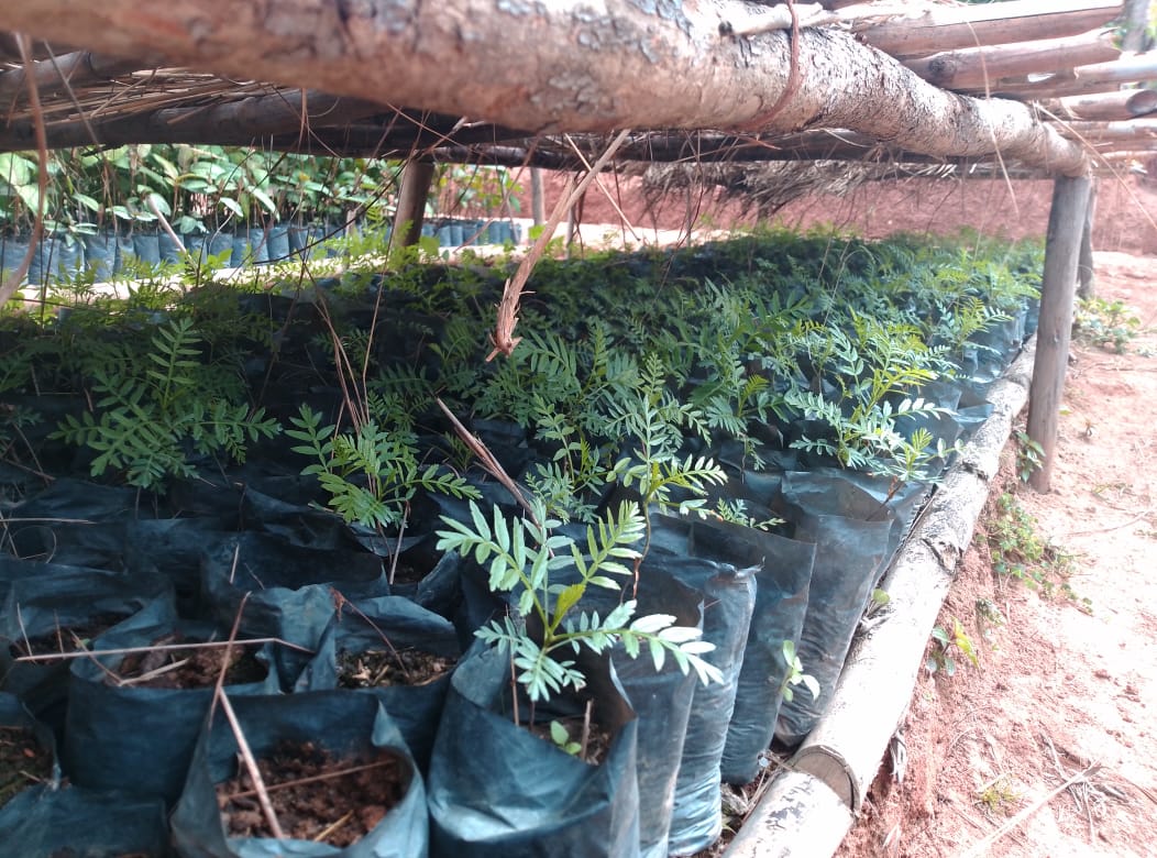 Tsitoavina repiqués Ampisotrondranonomby semis 060924-min